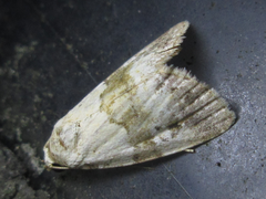 Maliattha signifera