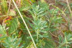 Euphorbia portlandica