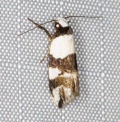 Zonopetala decisana