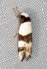 Zonopetala decisana