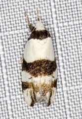 Zonopetala decisana
