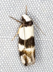 Zonopetala decisana