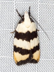 Zonopetala divisella
