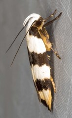 Zonopetala divisella