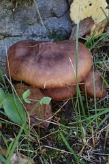 Tricholoma albobrunneum