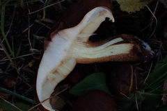 Tricholoma albobrunneum
