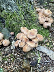 Psathyrella piluliformis