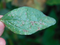 Wilsoniana