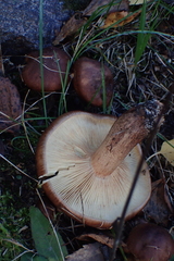 Tricholoma albobrunneum