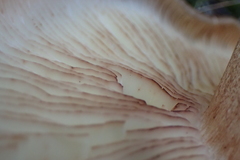 Tricholoma albobrunneum