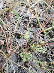 Ranunculus ololeucos