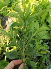 Stevia rebaudiana
