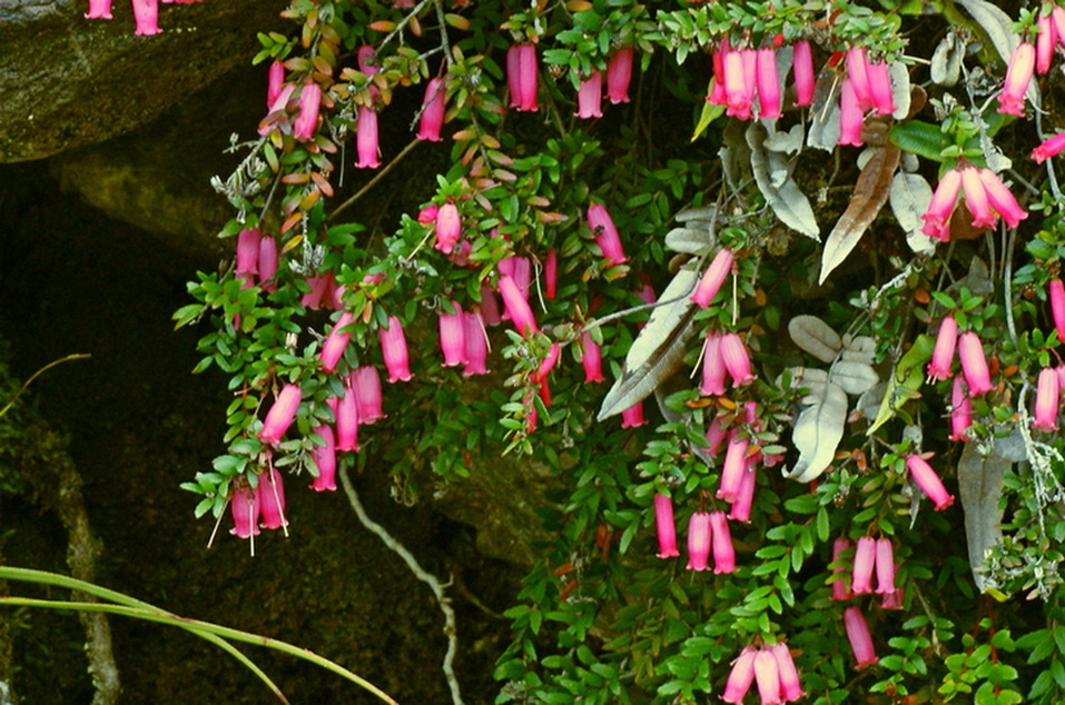 Prionoteae