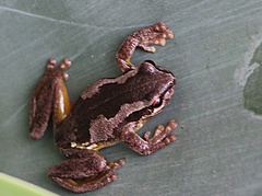 Litoria quiritatus