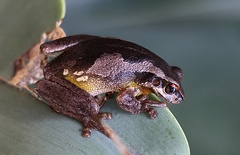 Litoria quiritatus