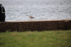 Chroicocephalus novaehollandiae