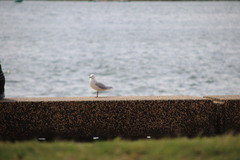 Chroicocephalus novaehollandiae