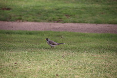 Manorina melanocephala