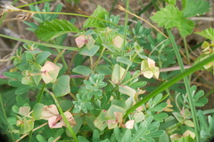 Euphorbia portlandica