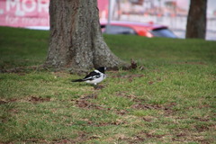 Cracticus nigrogularis