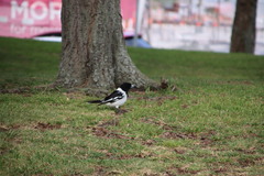 Cracticus nigrogularis