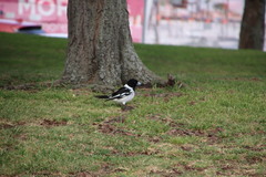 Cracticus nigrogularis