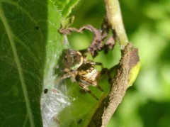 Paraphidippus aurantius
