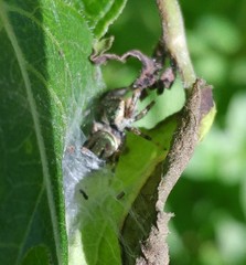 Paraphidippus aurantius