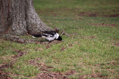 Cracticus nigrogularis