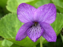 Viola langsdorffii
