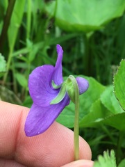 Viola langsdorffii