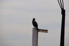 Phalacrocorax sulcirostris