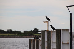 Phalacrocorax sulcirostris