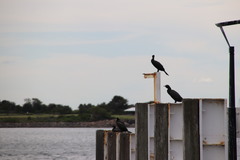 Phalacrocorax sulcirostris