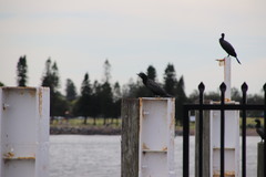 Phalacrocorax sulcirostris