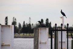 Phalacrocorax sulcirostris