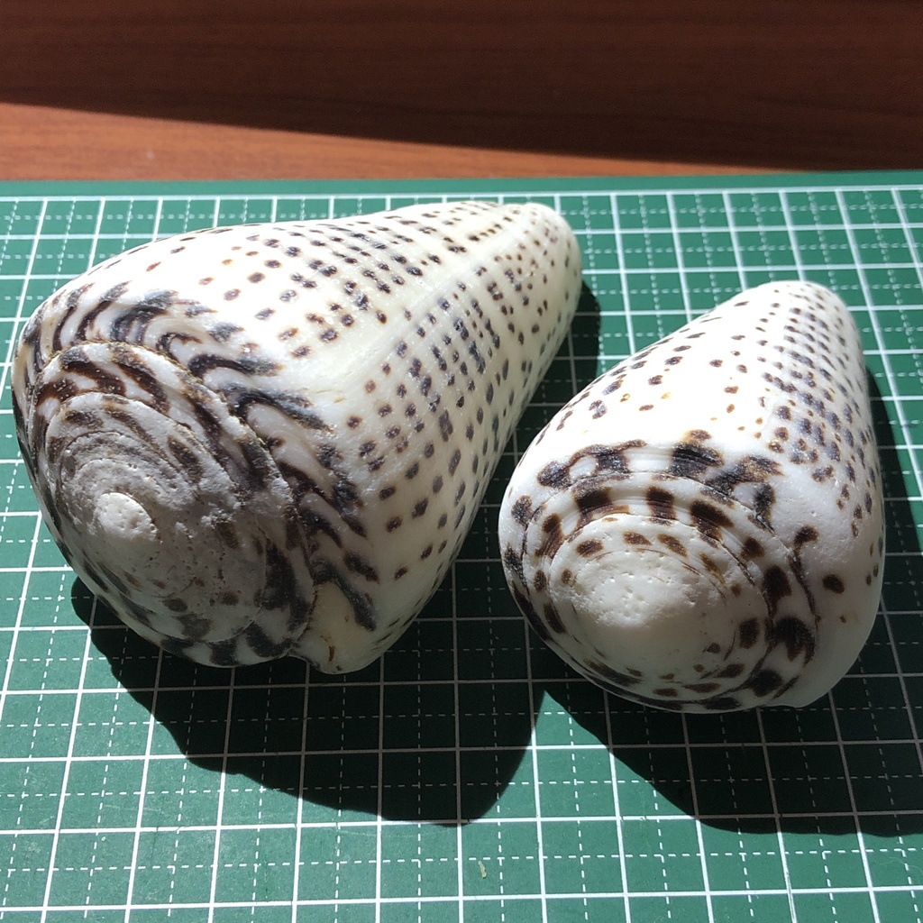 leopard cone