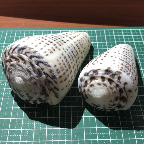 Leopard Cone