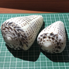 Conus leopardus