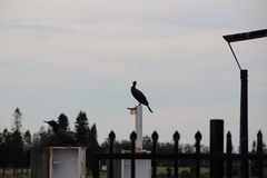 Phalacrocorax sulcirostris