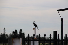 Phalacrocorax sulcirostris