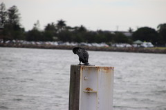 Phalacrocorax sulcirostris