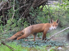 Vulpes vulpes