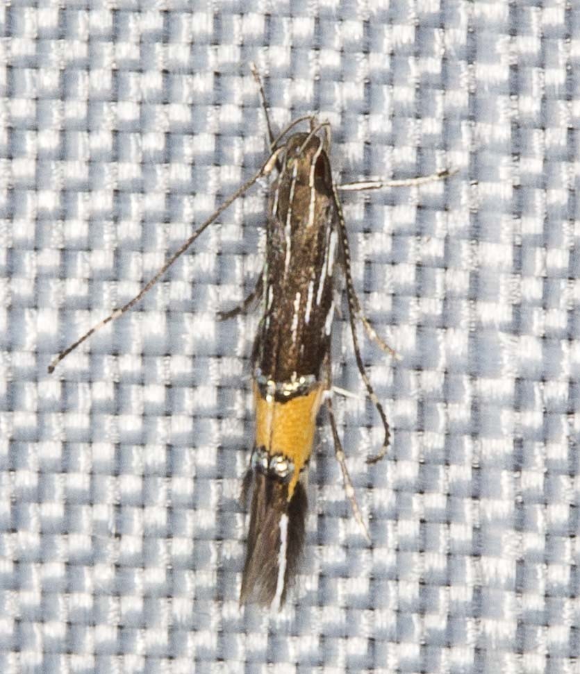 Cosmopterix macrula