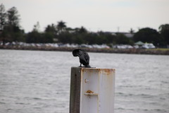 Phalacrocorax sulcirostris