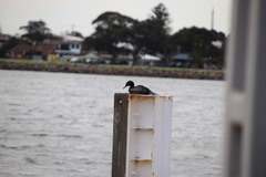 Phalacrocorax sulcirostris