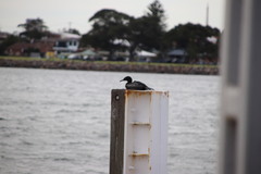 Phalacrocorax sulcirostris
