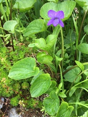 Viola langsdorffii
