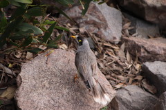 Manorina melanocephala
