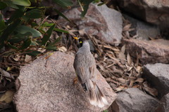 Manorina melanocephala